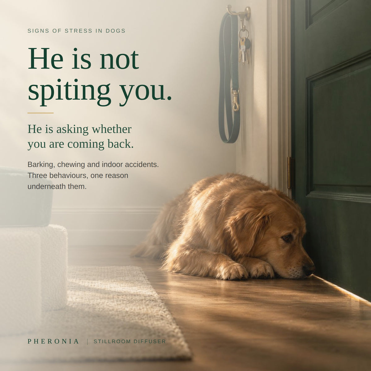 Pheronia Stillroom Dog Calming Pheromone Diffuser, 30-Day Kit: Helps Reduce Barking, Chewing & Accidents When You Leave