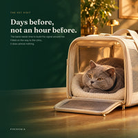 Calm in the carrier on the way to the vet